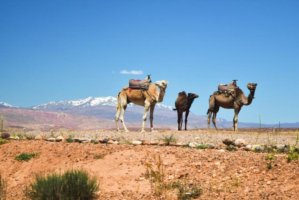Amazigh Family Riad Imlil  Esterno foto